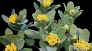 Image result for Gnidia glauca