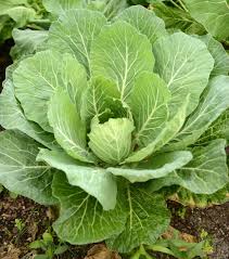 All green parts of the plant are edible. How To Grow Collards Harvest To Table