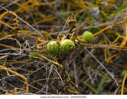 Image result for Cassytha