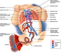 72 Best Fetal Circulation Images Student Midwife