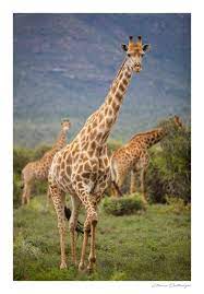 Pin On My African Canvas Prints