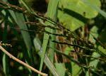Image result for Oryza longistaminata