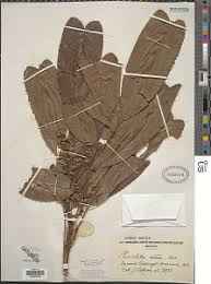 Image result for Trichilia prieuriana