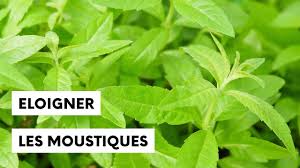 Côté cuisine, elle aromatise les viandes braisées, les saucisses, les saucissons mais aussi, pour les « becs sucrés », les crèmes anglaises ou brûlées, les liqueurs, les jus de fruits, les bières et les vins. Les Plantes Qui Eloignent Les Moustiques Youtube