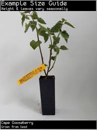 Cape Gooseberry Physallis Peruvian Is A Low Lying Bush Suitable For Su
