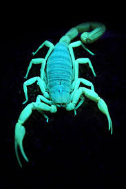 We did not find results for: Pin On Somethinunique Com