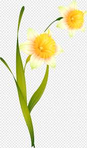Daffodils have always been one of the first flowers of spring. Flowers Daffodil Cut Flowers Amaryllis Narcissus Russia Jersey Lily Floral Design Daffodil Cut Flowers Amaryllis Png Pngwing