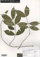 Image result for Landolphia buchananii