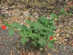 Image result for Salvia coccinea