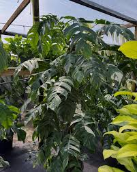 The Plant Stand of Arizona