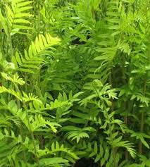 Image result for Osmunda regalis