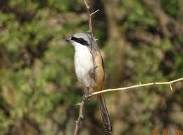 Black Bird With Long Tail India Long Tailed Shrike Nana Rajasthan India Bird Watching Bird Animals