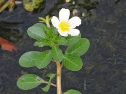 Image result for Ludwigia adscendens