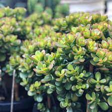 Show Me The Money The Indestructible Dwarf Money Plant Crassula Ovata Minima Is The Perfect Plant For Those Who May Not Have A Green