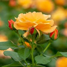 Spring Hill Nurseries 4 In Pot Orange Freedom Shrub Rose Orange Color Flowers Live Potted Plant 1 Pack 74902 The Home Depot Spring Hill Nursery Shrub Roses Flowers
