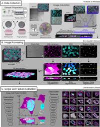 Robust Integrated Intracellular Organization Of The Human IPS Cell: Where,  How Much, And How Variable | BioRxiv