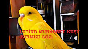 lutino ino muhabbet kusu ozellikleri renk ve mutasyonlari youtube