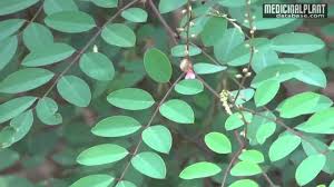 Image result for Indigofera brevicalyx