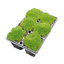 Image result for Sagina