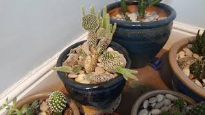 Do succulent plants like direct sunlight? Cactus Pads Falling Off Looks A Bit Like An Opuntia Type Mumsnet