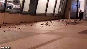 Although there have been instances of chimney swifts. Moment Hundreds Of Birds Kill Themselves By Crashing Into The Nascar Hall Of Fame Building Daily Mail Online