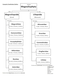 A challenge to classify 102 types of flowers using deep learning. Cronquist S System Of Classification Plantlet