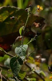 Image result for Wissadula