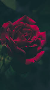 A mobile wallpaper is a computer wallpaper sized. Dark Romantic Backgrounds