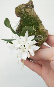 Image result for Aerangis kotschyana