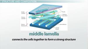Unlike the eukaryotic cells of plants and, animal cells do not have a cell wall. Why Are Plant Cells Square When Animal Cells Are Round Study Com