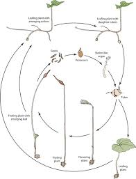 Image result for Nervilia adolphi