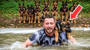 Chú chó con khóc bên ngoài chuồng của mẹ - Rồi cánh cổng mở ra và một phép màu đã xảy ra - YouTube