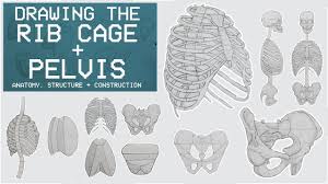 The rib cage, shaped in a mild cone shape and more flexible than most bone sets, is made up of varying elements such as the thoracic vertebra, 12 equally paired ribs, costal cartilage, and held together anteriorly by the sternum. Drawing The Rib Cage Pelvis Anatomy Structure Construction Anatomy 3 Youtube