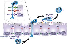 Als mama moll mit freundinnen für ein wochenende wegfährt, übernimmt papa moll zu hause. Neutrophil Epithelial Interactions The American Journal Of Pathology