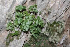 Image result for Pimpinella robynsii