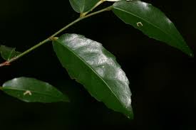 Image result for Rinorea angustifolia