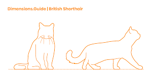 British Shorthair Cat Dimensions Drawings Dimensions Guide