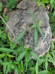 Image result for Aneilema lanceolatum