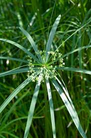 Image result for Cyperus usitatus