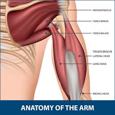 Shoulder anatomy for ultrasound evaluation. Triceps Tendonitis Florida Orthopaedic Institute