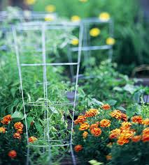 We did not find results for: 15 Fun Ideas For Growing Tomatoes Better Homes Gardens