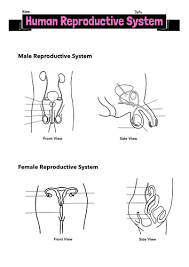 Continue with more related things like printable muscle worksheet, the endocrine system and male reproductive system worksheet answers. Label Human Reproductive System Teaching Resources