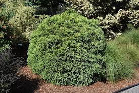 Maybe you would like to learn more about one of these? Dwarf Globe Japanese Cedar Cryptomeria Japonica Globosa Nana In Vancouver Victoria Burnaby Penticton Coquitlam British Columbia Bc At Gardenworks