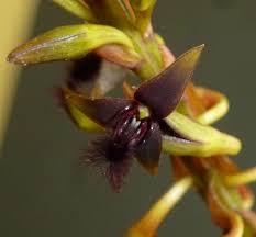 Image result for Bulbophyllum saltatorium