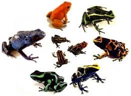 Can I Mix Poison Dart Frogs Joshs Frogs How To Guides