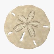 Keyhole Sand Dollar Shell 3d Model Ad Sand Keyhole Dollar Model Sand Dollar Sand Dollar