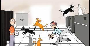 A Quick Introduction To Project Management Aka Cat Herding Phiquest