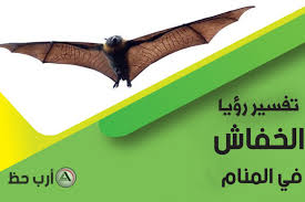 تفسير حلم الخفاش أو الوطواط ارب حظ