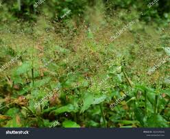 Image result for Panicum brevifolium
