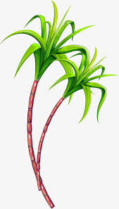 26 Sugar Cane Ideas Sugar Cane Cane Bamboo Art Provides drawings of landscapes, plants, animals, and other aspects ol nature accompanied in comments from the artist on how and why he drew them. 26 sugar cane ideas sugar cane cane
